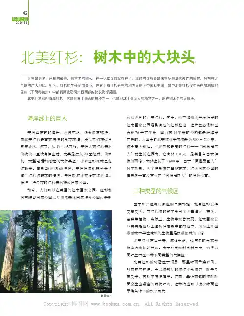 北美红杉：树木中的大块头