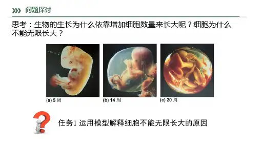 2024届高三生物一轮复习课件4.1 细胞的增殖 