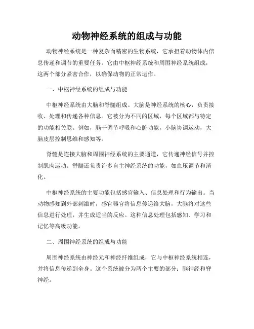 动物神经系统的组成与功能