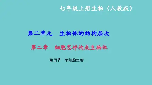 新人教版七年级生物上册第四节单细胞生物课件