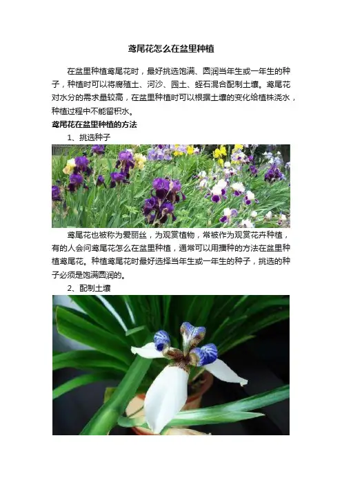 鸢尾花怎么在盆里种植