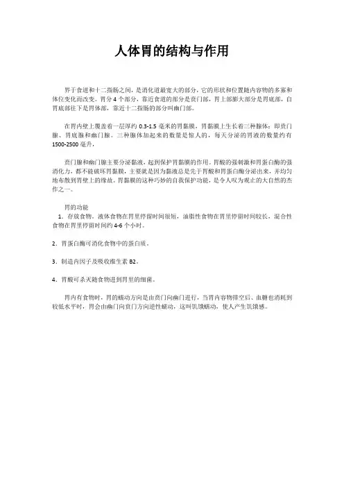 人体胃的结构与作用