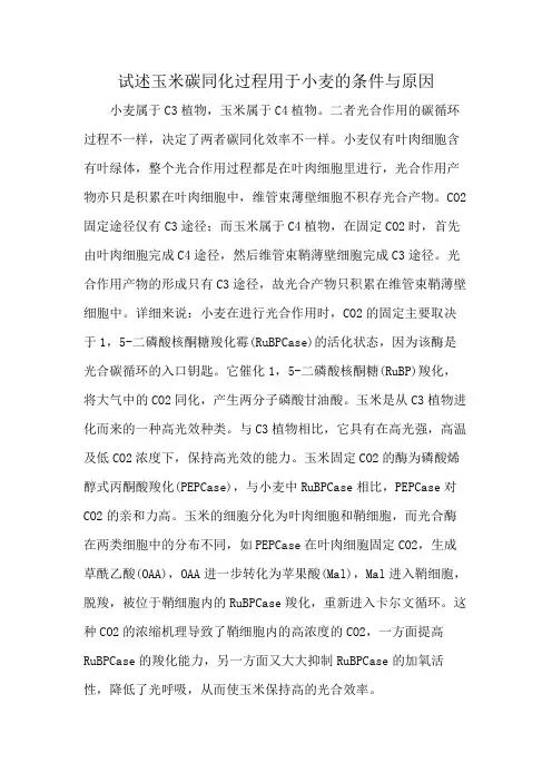 试述玉米碳同化过程用于小麦的条件与原因