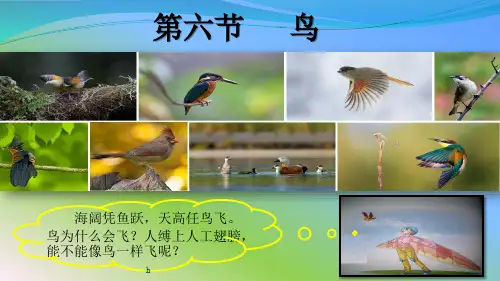 《节鸟和哺乳动物》PPT课件