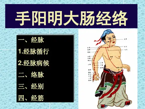 手阳明大肠经络解析