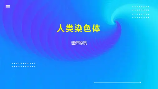 人类染色体 
