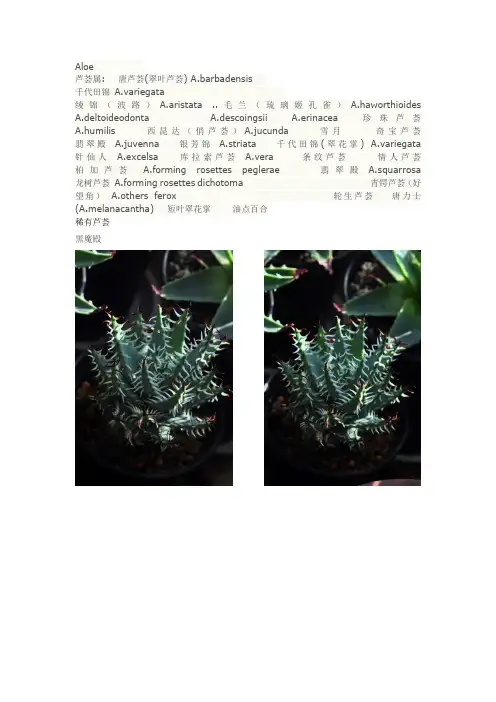 稀有芦荟种类