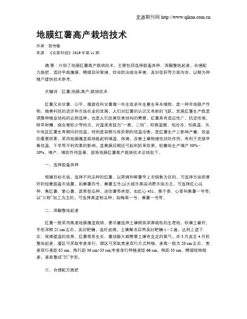 地膜红薯高产栽培技术