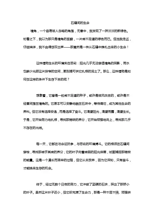 石缝间的生命