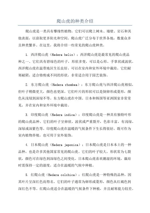 爬山虎的种类介绍