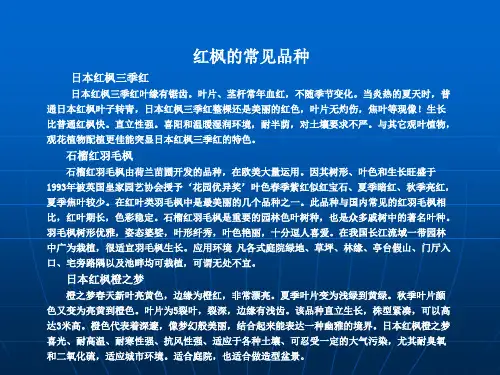 红枫的常见品种