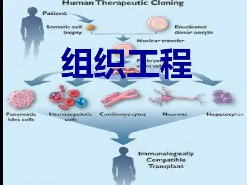 生命科学前沿-组织工程 PPT课件
