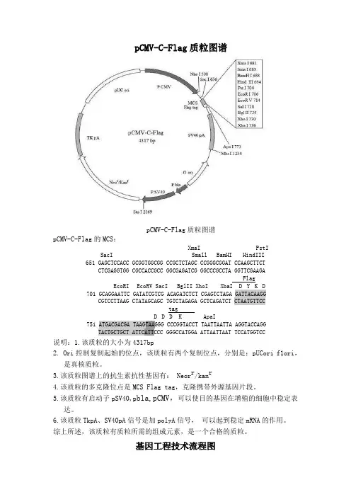 质粒