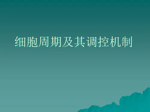 细胞周期及其调控机制PPT课件