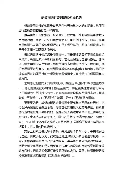 蚂蚁倒退行走时是如何导航的