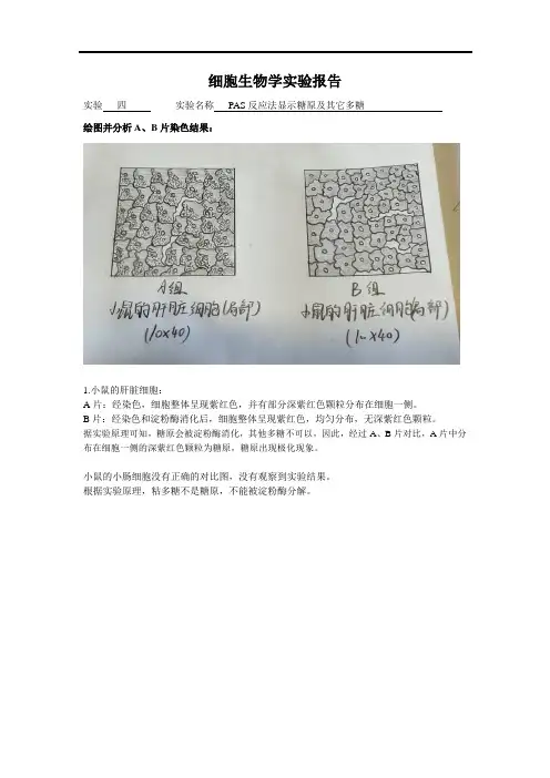细胞生物学实验报告(3)