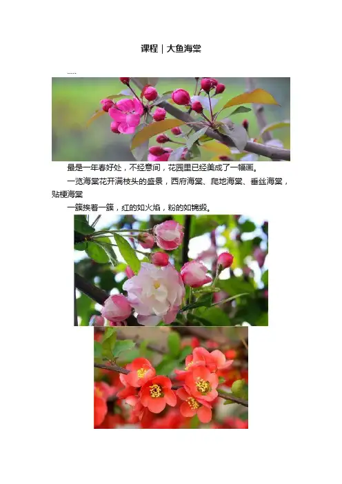 课程｜大鱼海棠