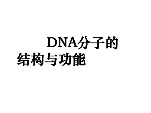 DNA分子的结构与功能