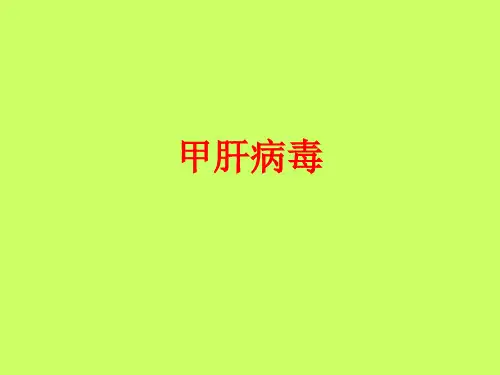 [课件]甲肝病毒PPT