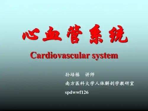 Human anatomy-10心血管系统心-54页文档资料