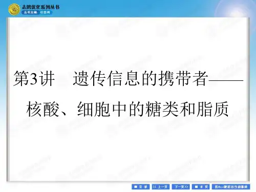 第3讲 遗传信息的携带者——核酸、细胞中的糖类和脂质