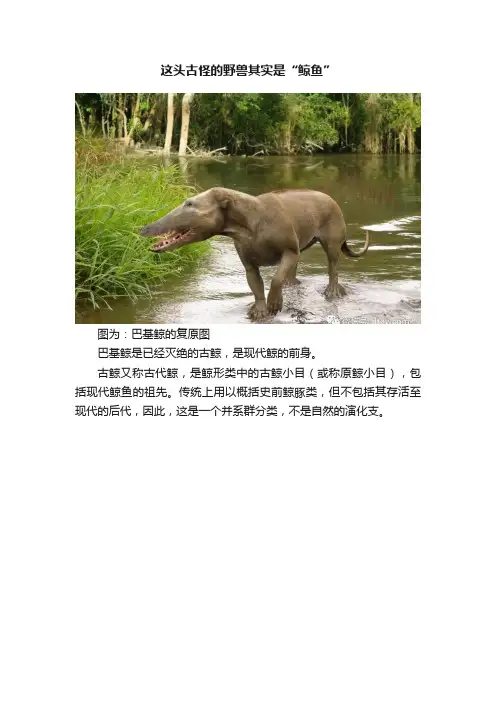 这头古怪的野兽其实是“鲸鱼”
