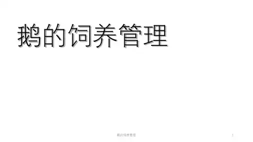 鹅的饲养管理课件