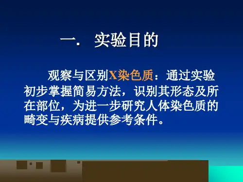 人体X-染色质的观察