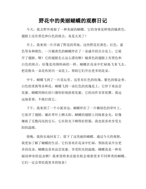 小学三年级作文野花中的美丽蝴蝶的观察日记