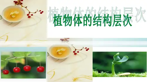人教版七年级生物上册.3植物体的结构层次课件 