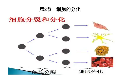细胞的分化-课件【新教材】人教版(2019)高中生物必修一
