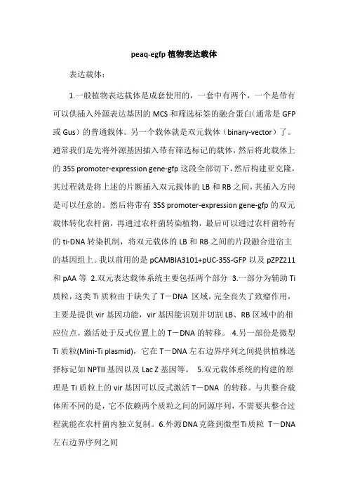 peaq-egfp植物表达载体