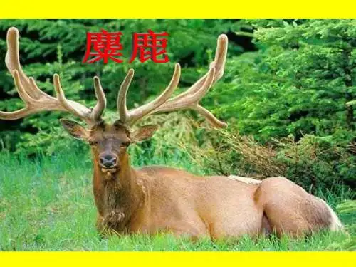 苏教版六年级语文上册《17麋鹿》第一、二课时观摩课示范课公开课优质课赛教课最新精品优秀课件PPT