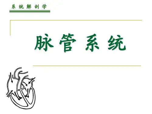 【源版】解剖学-脉管系统-心脏