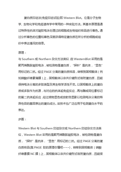 westernblot原理及步骤