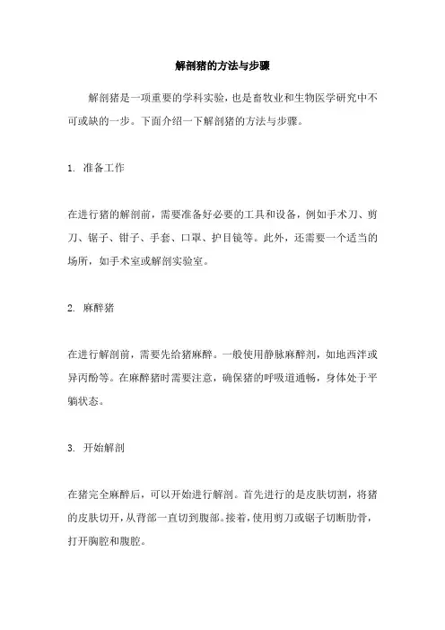 解剖猪的方法与步骤