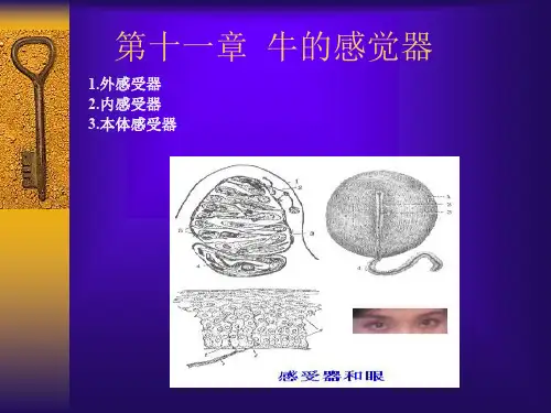 第十一章感觉器官和被皮