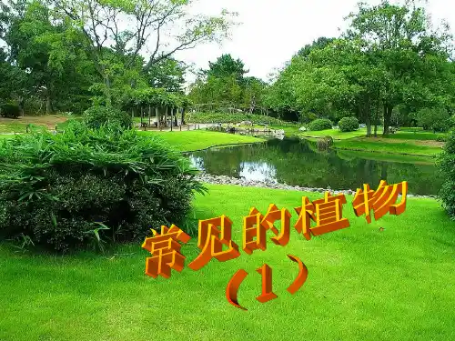 河北少儿版生物七上第二章第一节在实验室里观察植物课件1(80张PPT)(冀教版七年级上)