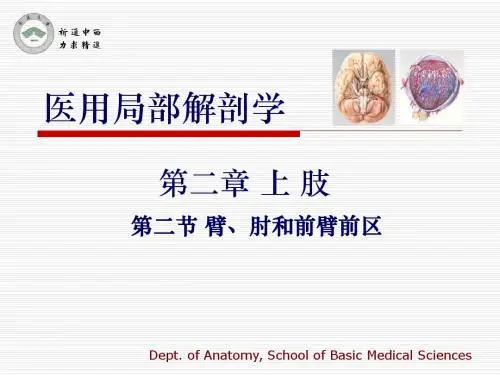 医用局部解剖学-臂、肘和前臂前区