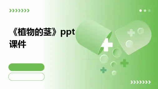 《植物的茎》课件