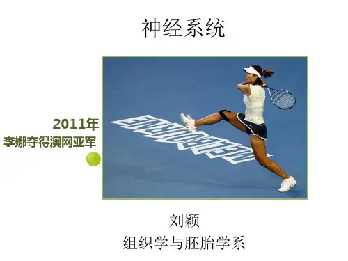 组织学与胚胎学课件：2015神经系统