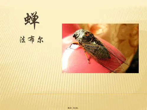 1新版语文八年级上册第19课《蝉》优秀课件