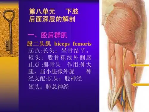 第八单元   下肢后面深层的解剖