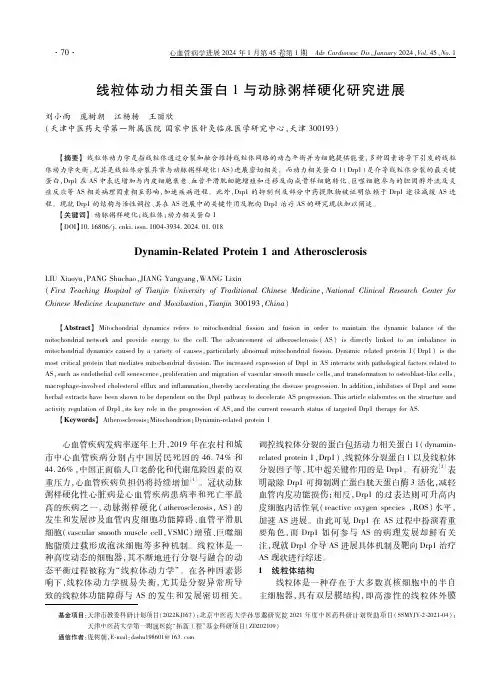 线粒体动力相关蛋白1与动脉粥样硬化研究进展