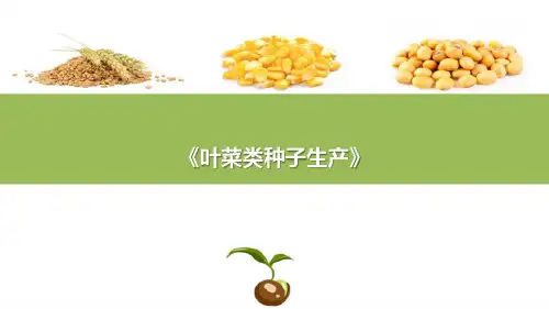 大白菜蚜虫防治技术(叶菜类种子生产课件)