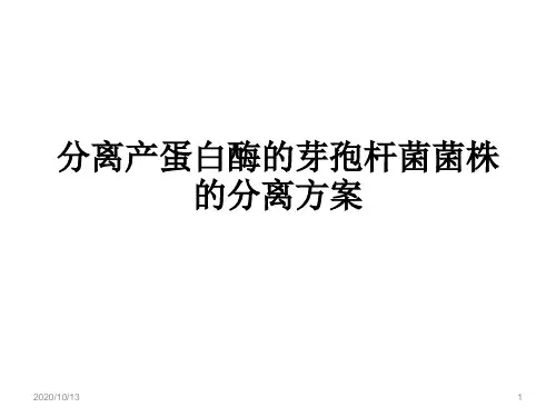 分离产蛋白酶的芽孢杆菌菌株的分离方案PPT课件
