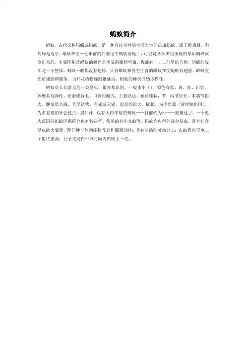 蚂蚁介绍