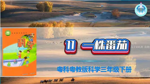 粤教版科学三年级下册科学11一株番茄PPT课件(共17张PPT).ppt