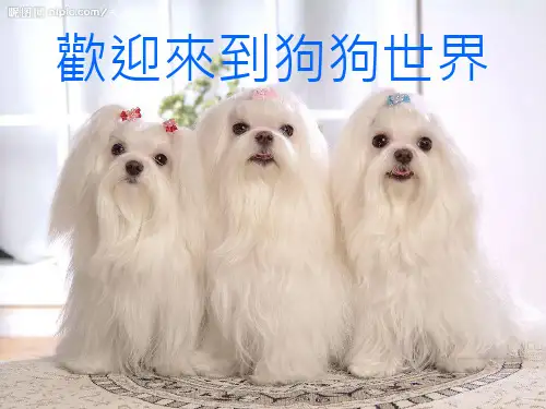 标准型贵宾犬