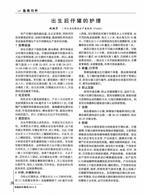 出生后仔猪的护理